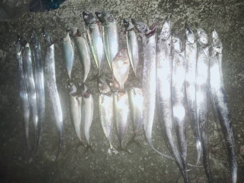 兵庫淡路島の堤防釣りでタチウオ・大サバ・シオ・ヒラメ釣果