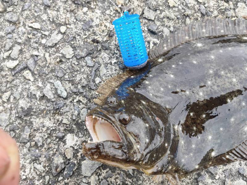 兵庫淡路島の堤防釣りでタチウオ・大サバ・シオ・ヒラメ釣果