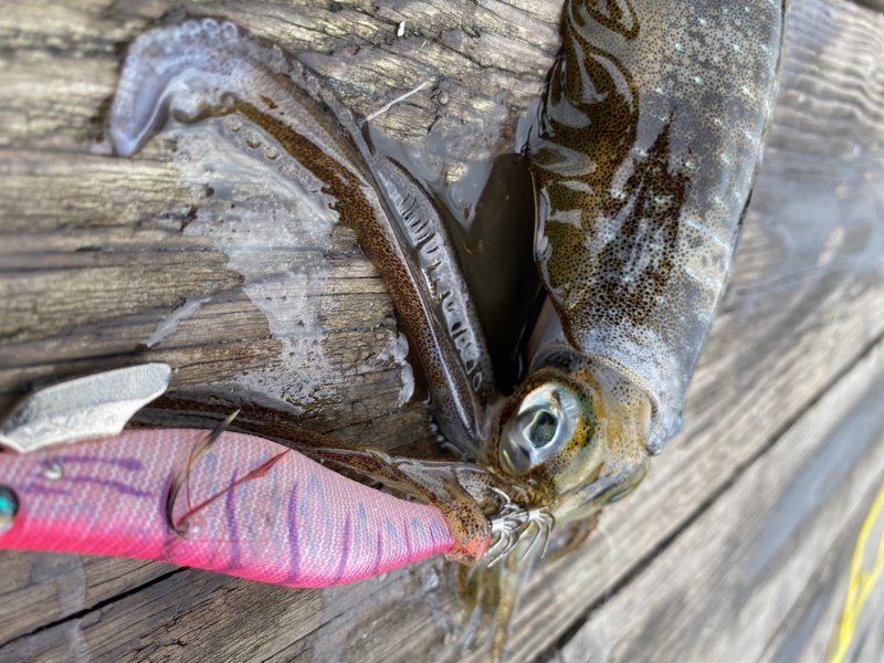 福井県小浜あみや渡船の船釣りでアオリイカ・アコウ釣果