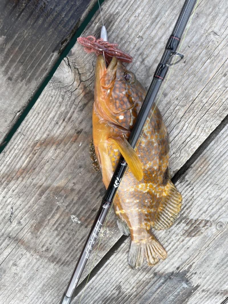 福井県小浜あみや渡船の船釣りでアオリイカ・アコウ釣果