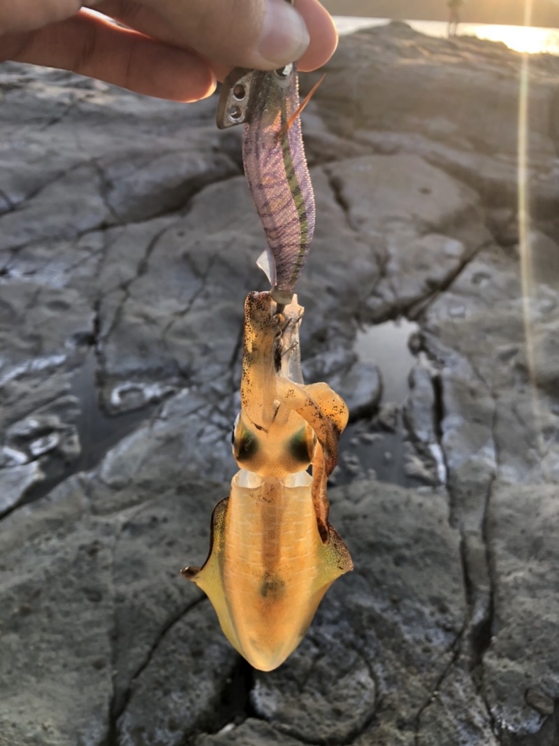 京都府兵庫県日本海のエギングでイカ釣果