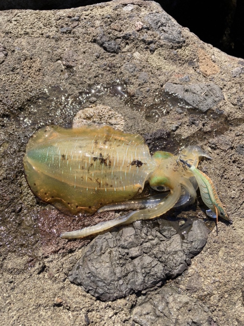 京都府兵庫県日本海のエギングでイカ釣果
