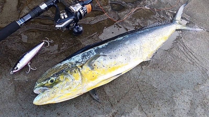 和歌山県上野渡船のルアーでシイラ釣果