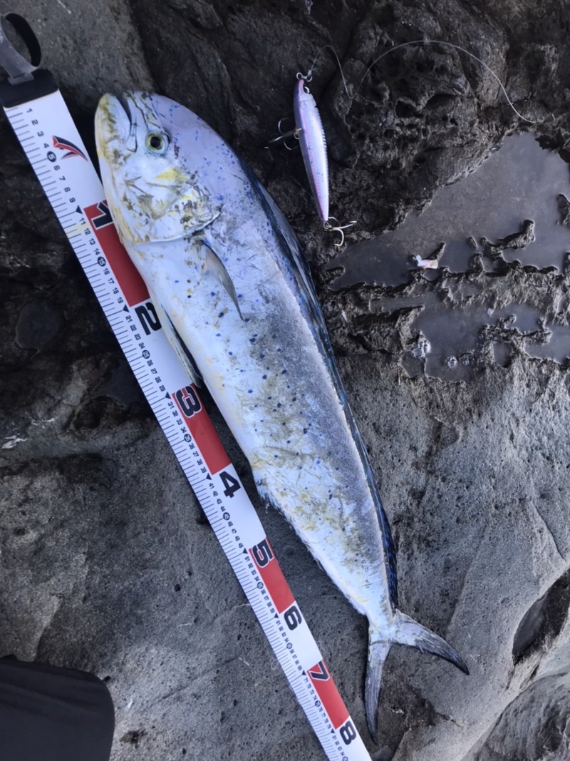 和歌山県上野渡船のルアーでシイラ釣果