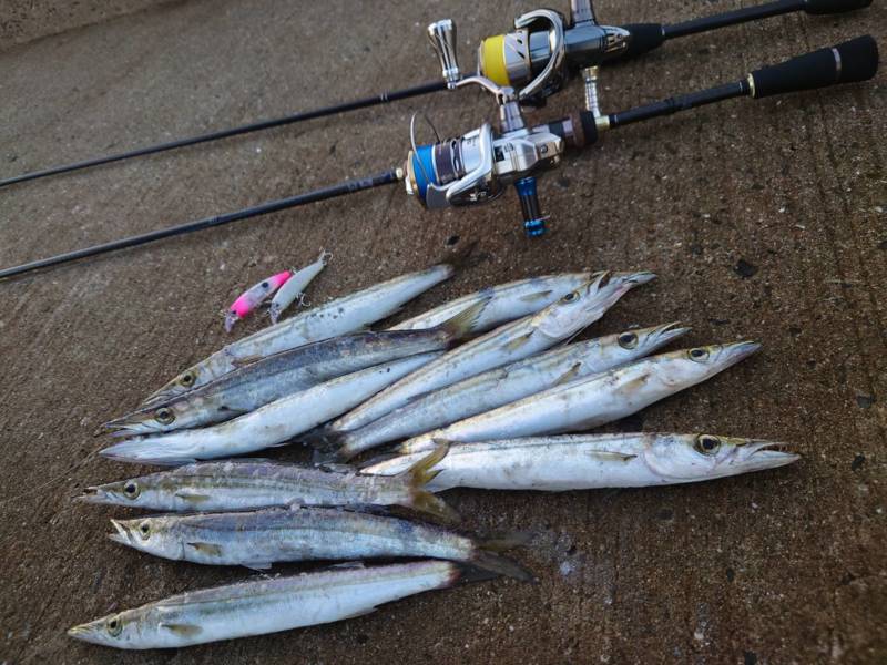 大阪府泉南のカマサーでカマス釣果