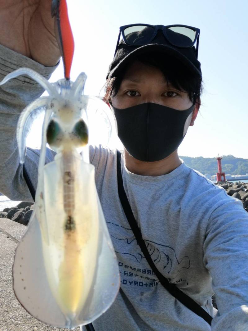 和歌山県紀北のワインド、エギングでタチウオ・アオリイカ釣果