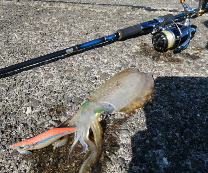 和歌山県紀北のワインド、エギングでタチウオ・アオリイカ釣果