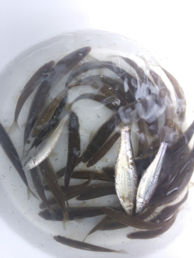 「滋賀県高島市安曇川町」琵琶湖で淡水ウキ釣り|本モロコ4回戦