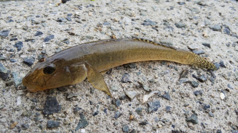 大阪府淀川のミャク釣りでハゼ釣果