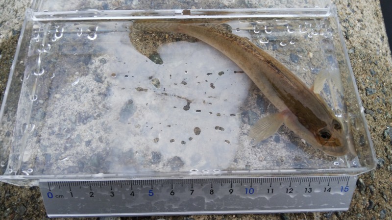 大阪府淀川のミャク釣りでハゼ釣果