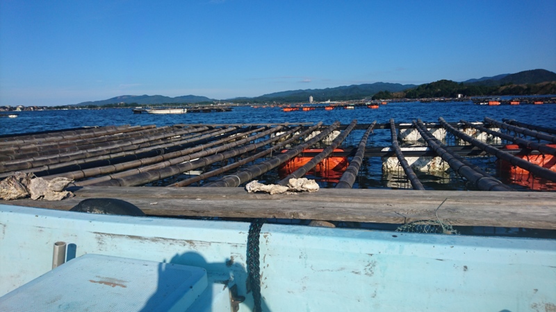 京都府京丹後市の筏釣りでチヌ釣果