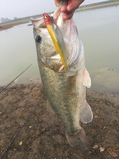 兵庫県淡路島のルアーでブラックバス釣果