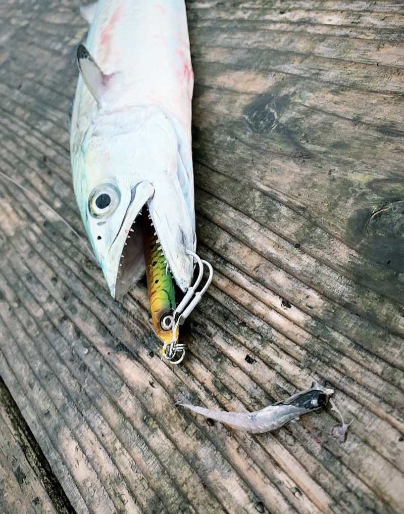 福井県小浜はとう渡船の船釣りでサゴシ・タチウオ釣果