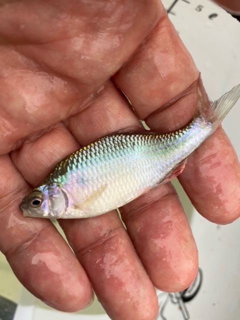 滋賀県近江八幡の淡水ウキ釣りでタナゴ釣果