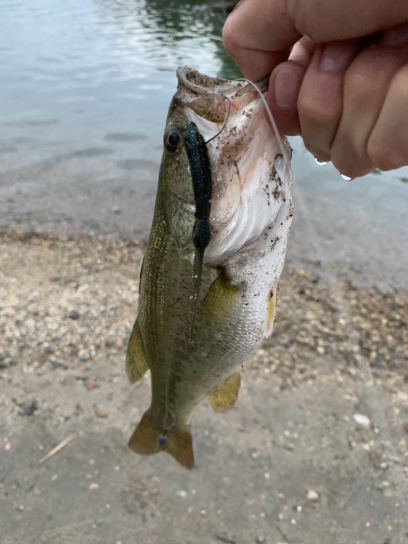 大阪府淀川のおかっぱりでブラックバス釣果
