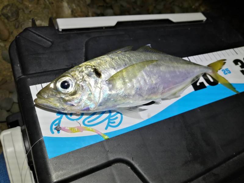 大阪府泉南市の船釣りでアジ釣果