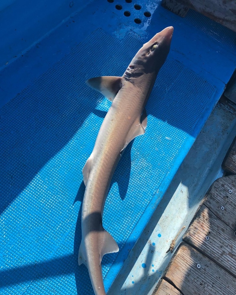 鳴門海峡戎丸の船釣りでメジロ・真鯛・サメ釣果