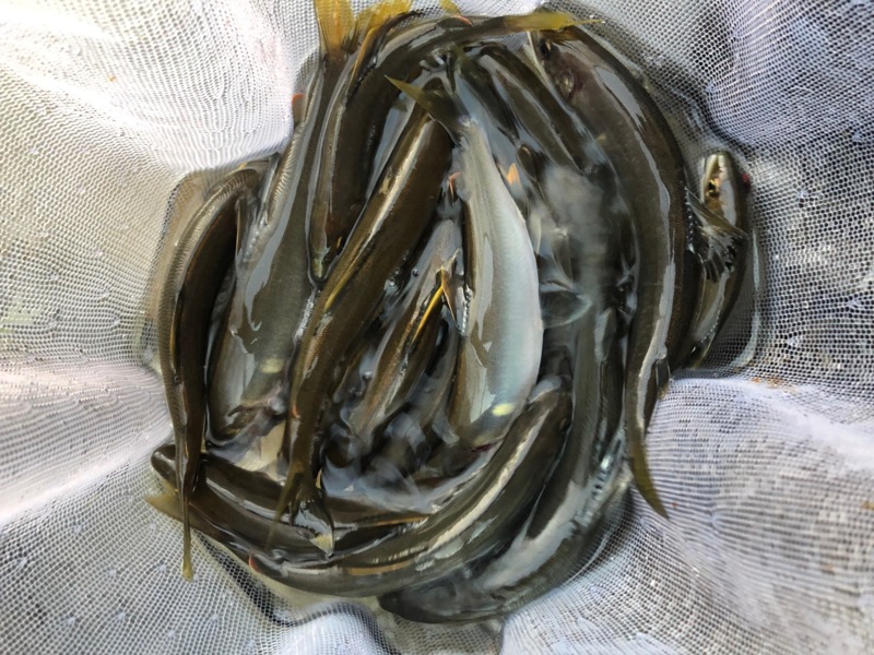 和歌山県有田郡の有田川で鮎釣果