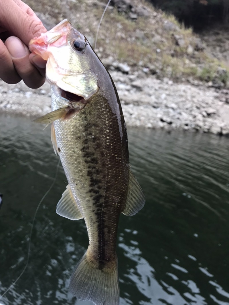 兵庫県川西市の一庫ダムでバス釣果