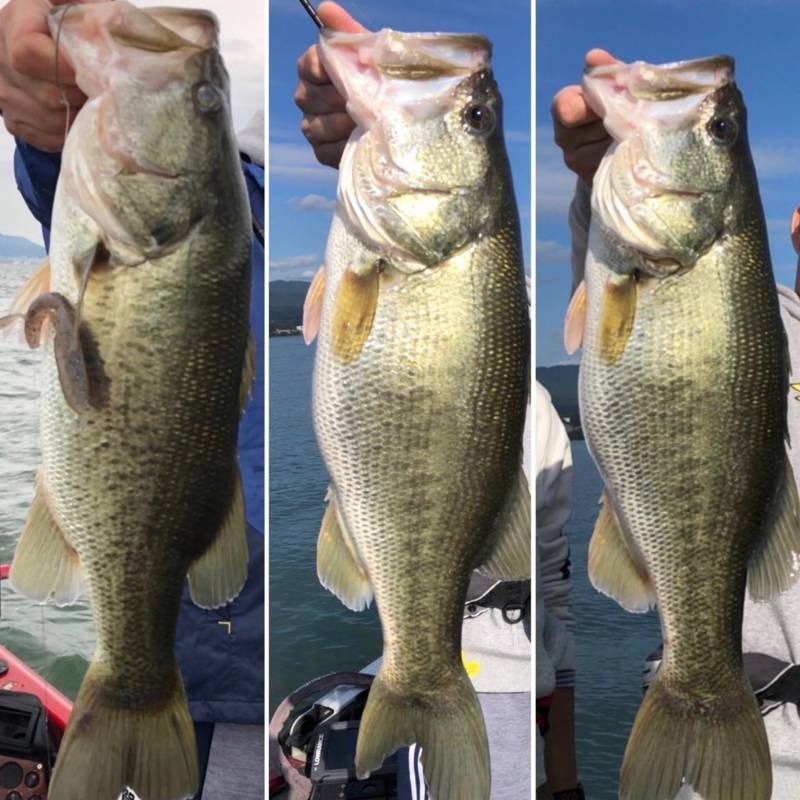 滋賀県琵琶湖のボートバス釣りでバス釣果
