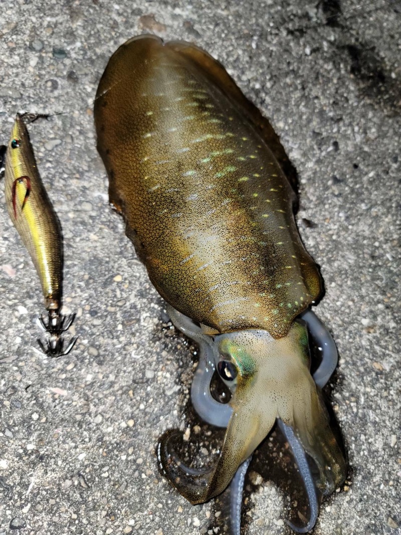 兵庫県淡路島の船釣りでアオリイカ釣果