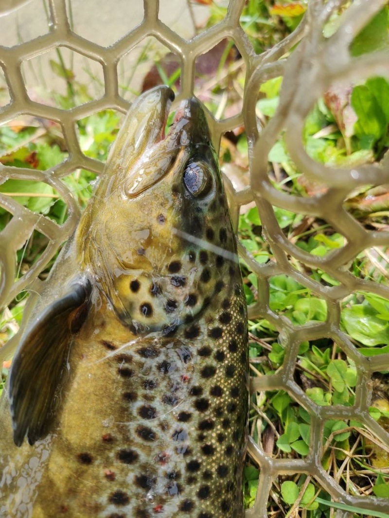 長野県のフィッシングランド・鹿島槍ガーデンでニジマス釣果