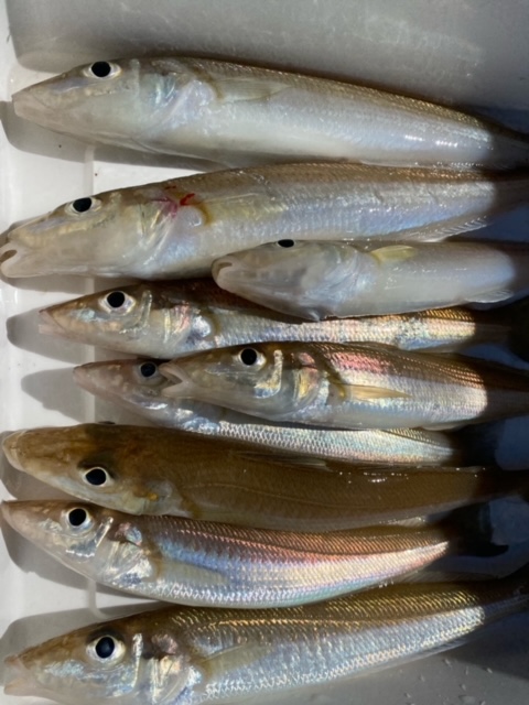 福井県小浜市 如渡船の船釣りでキス釣果