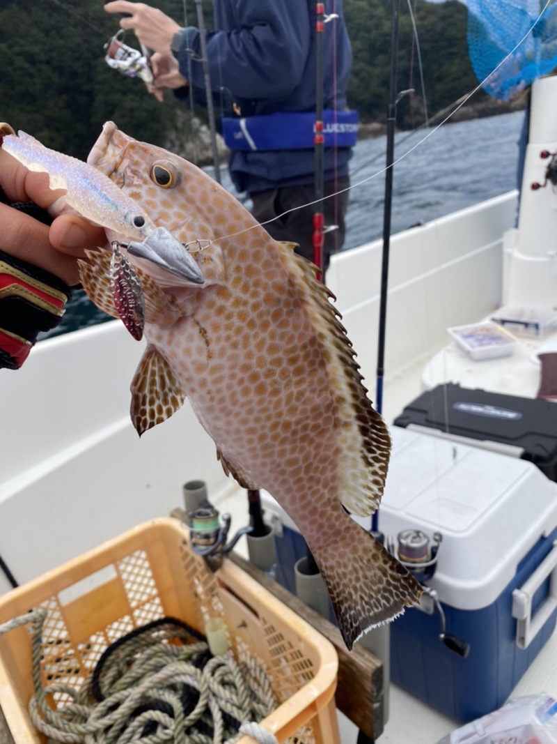 三重県フィッシング津村のボート釣りでハタ・シオ・カサゴ釣果
