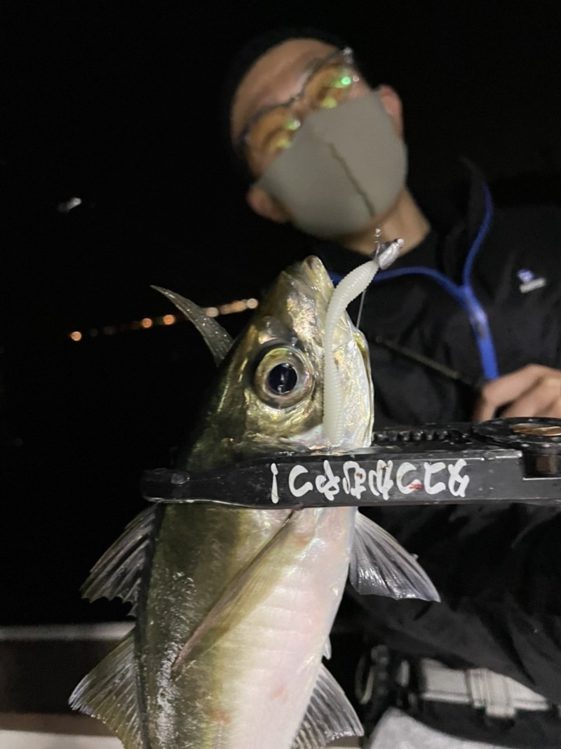兵庫県西宮市 WILDFINの船釣りでアジ釣果