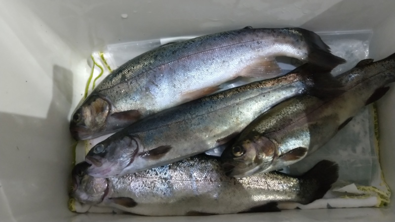 大阪府豊中市の服部緑地フィッシングパークでニジマス釣果