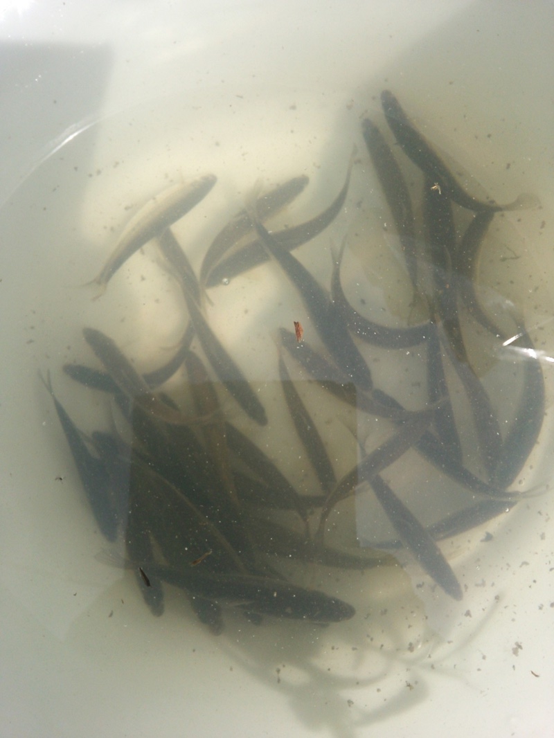 【滋賀県彦根市】淡水ウキ釣り|本モロコ159匹・タナゴ20匹