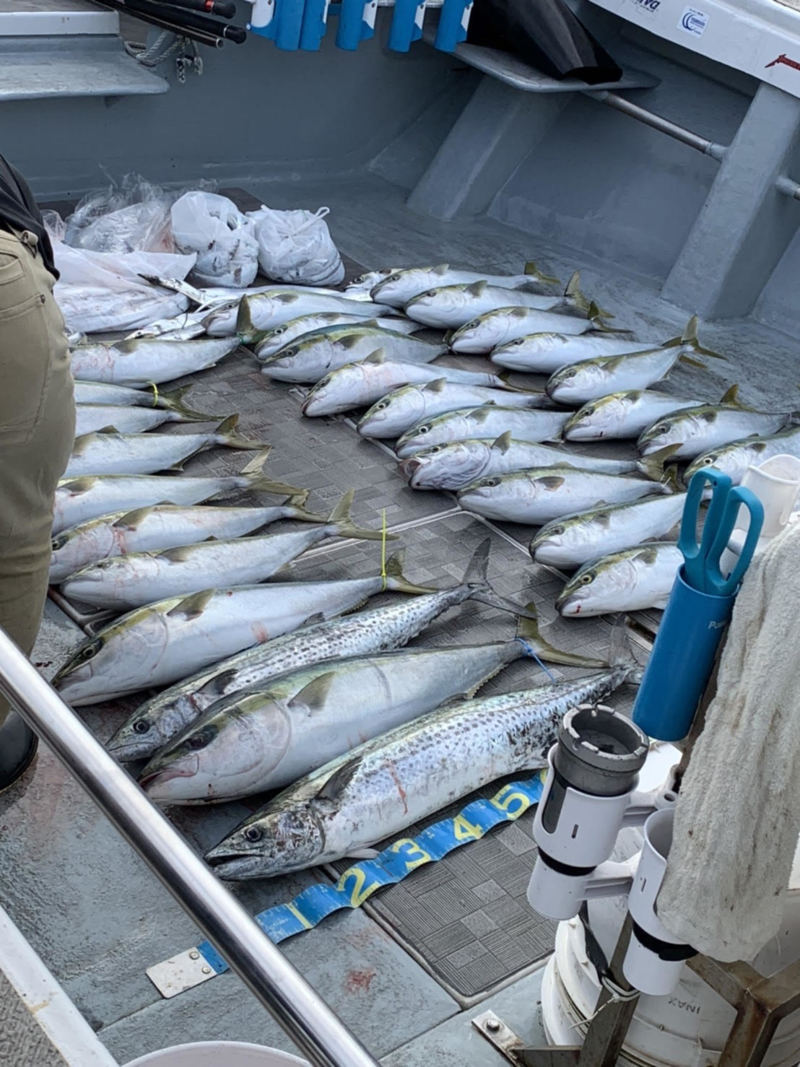 兵庫県明石市の船釣りでメジロ・サワラ・タチウオ釣果