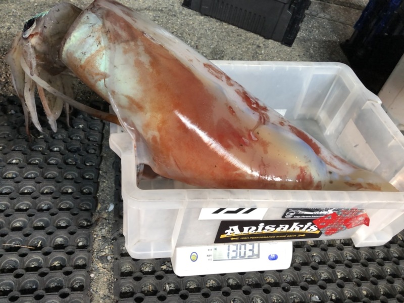 福井県敦賀 一美丸の船釣りでタルイカ・スルメイカ釣果