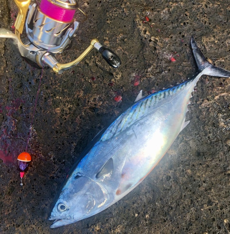 三重県梶賀の磯フカセでヤイトカツオ・ソーダカツオ釣果
