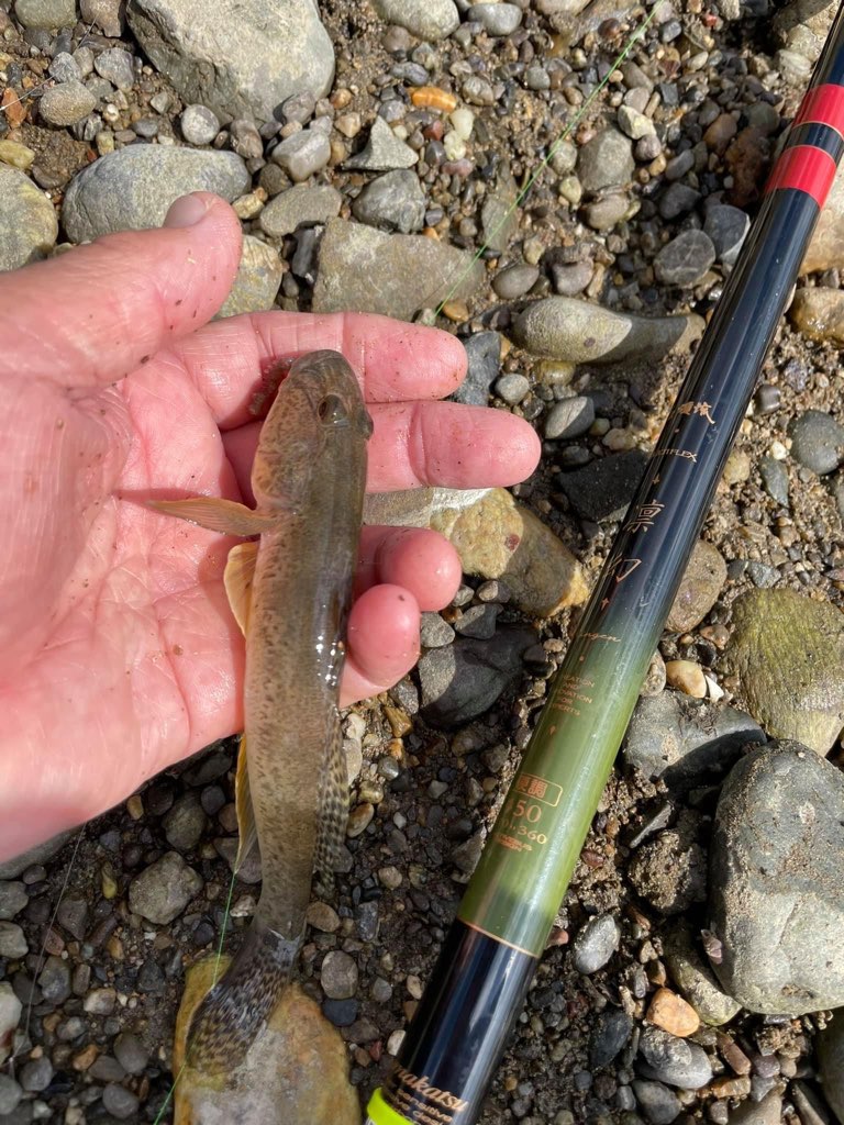 和歌山県紀ノ川下流域ののべ竿餌釣りでマハゼ釣果