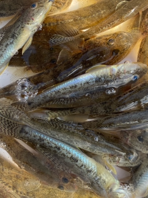 和歌山県紀ノ川下流域ののべ竿餌釣りでマハゼ釣果