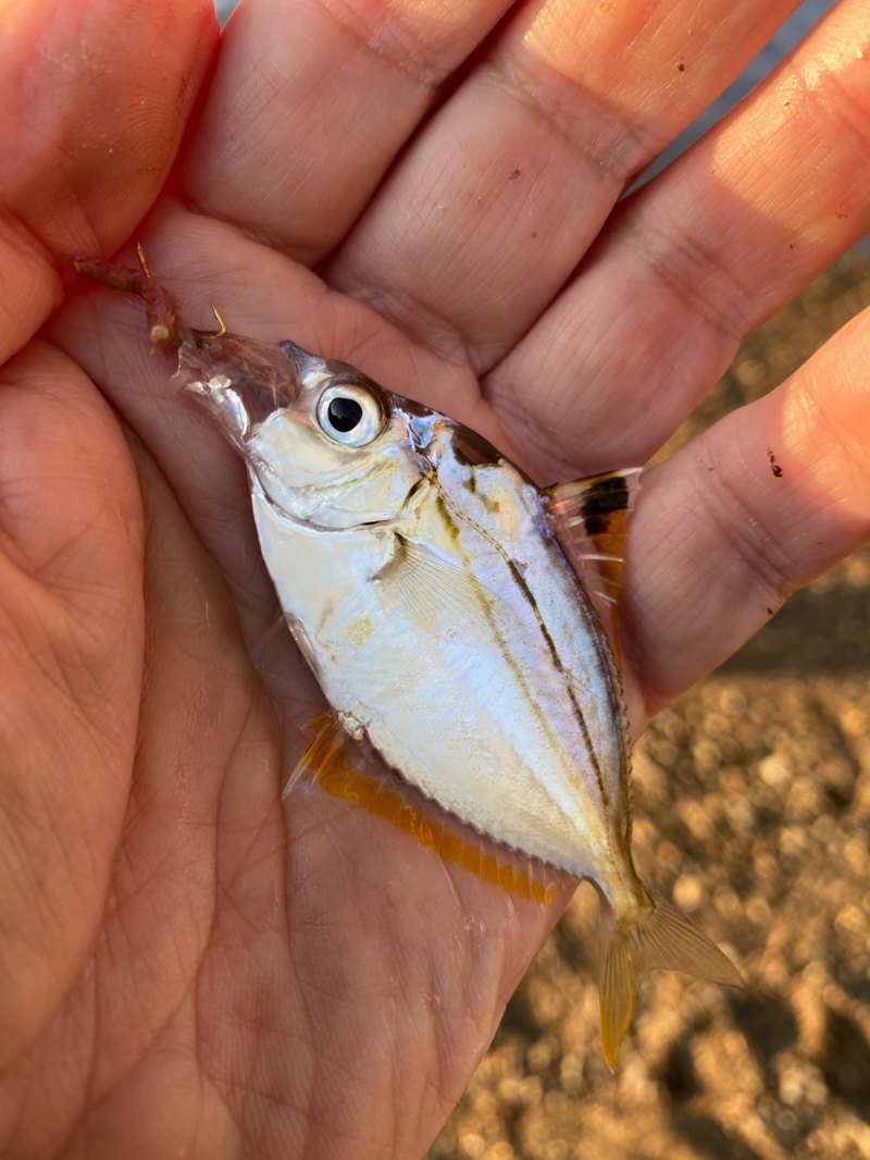 和歌山県紀ノ川下流域ののべ竿餌釣りでマハゼ釣果