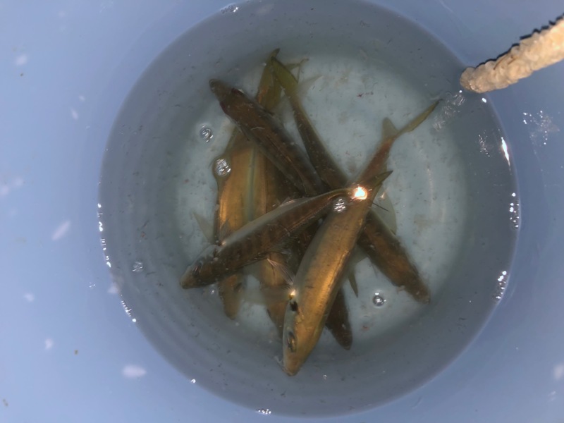 和歌山県田辺湾の船釣りでアジ・サバ・太刀魚釣果
