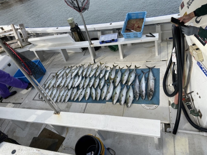 兵庫県明石市 大雄丸の船釣りでハマチ・タチウオ・サワラ釣果
