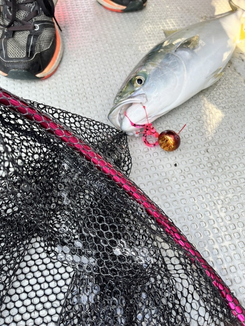 兵庫県明石市 海豚の船釣りで鯛・ハマチ釣果