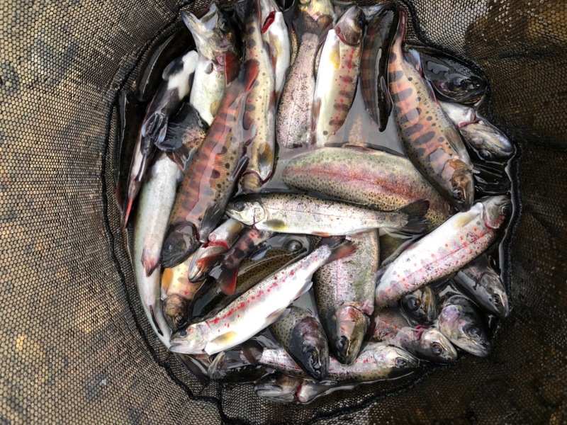 兵庫県三田市の小柿渓谷放流釣り場でニジマス・アマゴ釣果