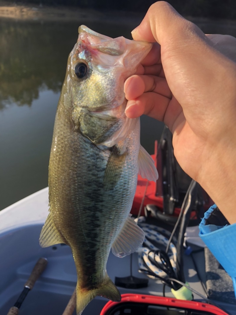 兵庫県三田市のアウトドアハウスアオノでブラックバス釣果