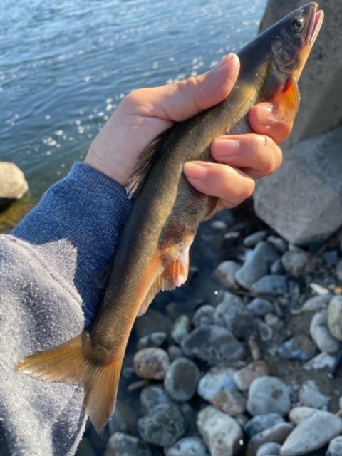 岐阜県長良川中流域の淡水ウキ釣りでアユ釣果