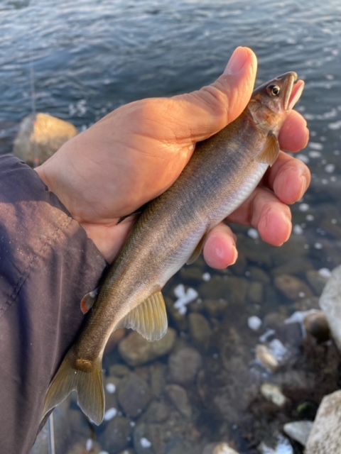岐阜県長良川中流域の淡水ウキ釣りでアユ釣果