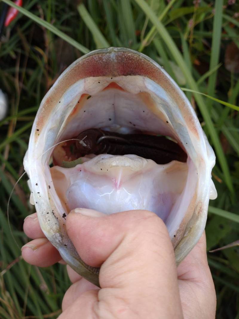 兵庫県淡路島のバス釣りでブラックバス釣果