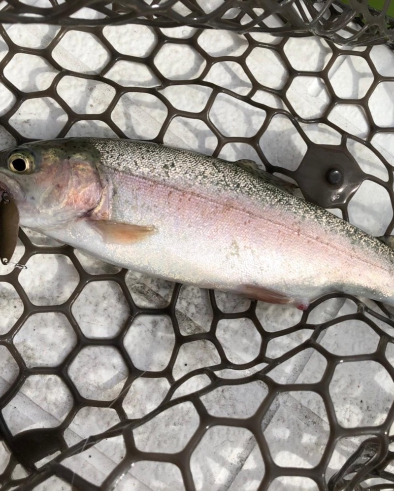 大阪府服部緑地のトラウトでニジマス釣果