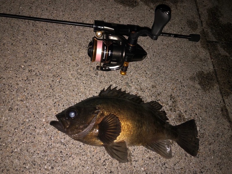 兵庫県のソルトルアーでコウイカ・メバル・ガシラ釣果