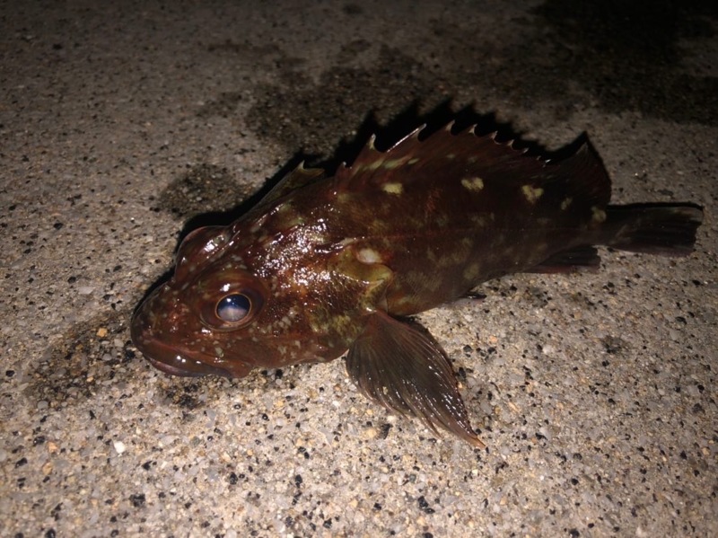 兵庫県のソルトルアーでコウイカ・メバル・ガシラ釣果