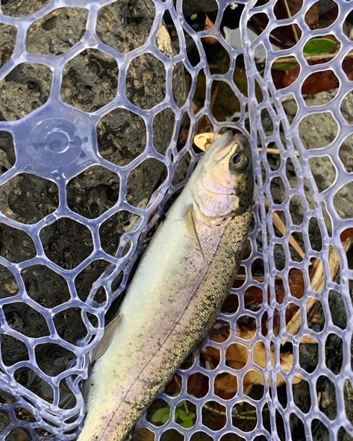 兵庫県の十戸国際にじます川釣場でニジマス釣果