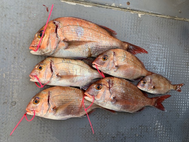 兵庫県明石市 村由丸の船釣りでタイ釣果